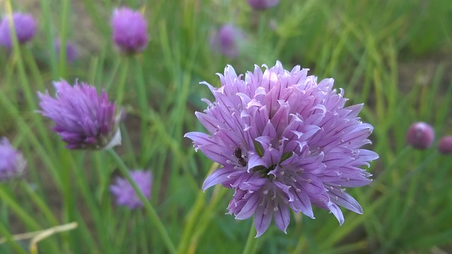 にんにくの花　アイキャッチ